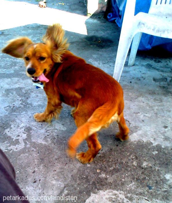 max Erkek İngiliz Cocker Spaniel