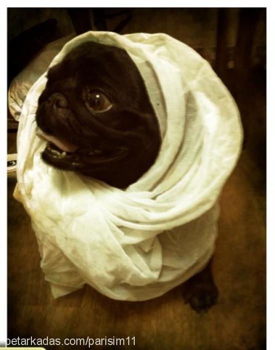 pakize Dişi Pug