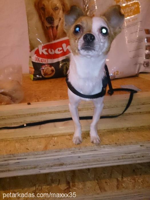 maylo Erkek Chihuahua