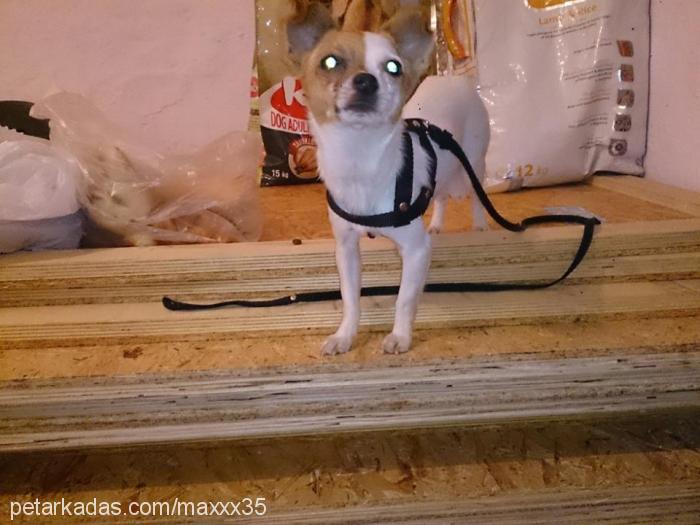 maylo Erkek Chihuahua
