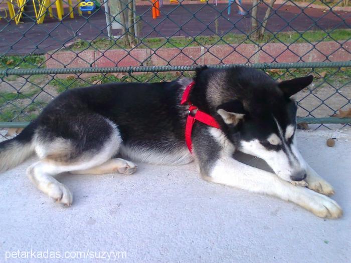 oscar Erkek Sibirya Kurdu (Husky)