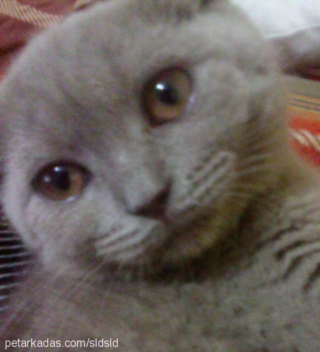 miya Dişi British Shorthair