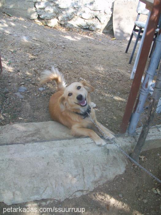 Şurup Erkek Golden Retriever