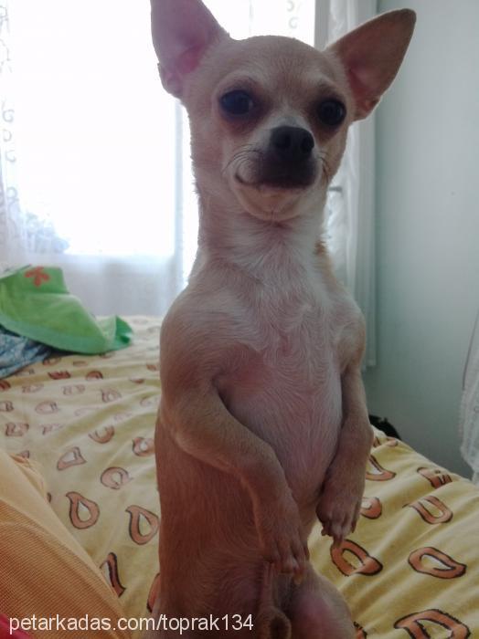 toby Erkek Chihuahua