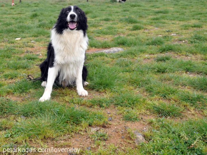 cloe Erkek Border Collie