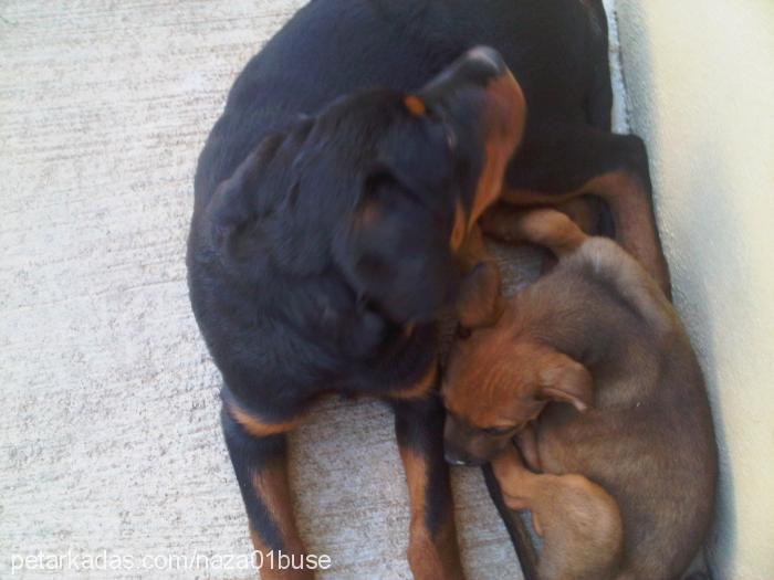 naza Dişi Rottweiler