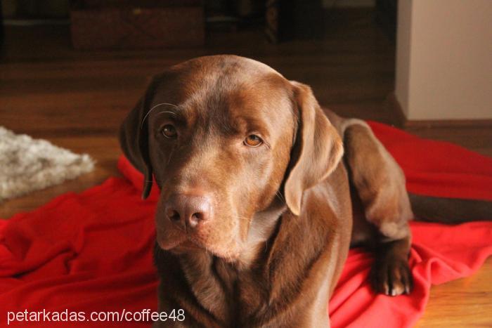 coffee Erkek Labrador Retriever