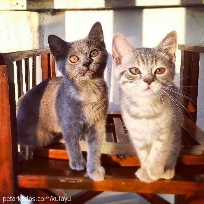 rocky-tikky Dişi British Shorthair