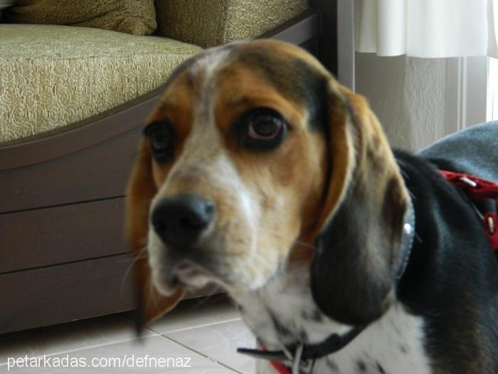 maylo Erkek Beagle