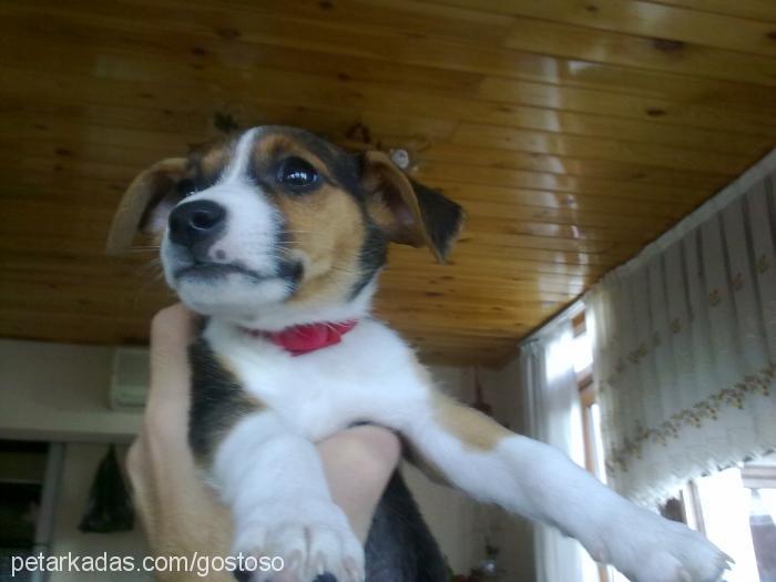 poly Dişi Jack Russell Terrier
