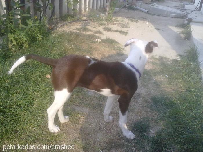 badem Dişi Amerikan Staffordshire Terrier