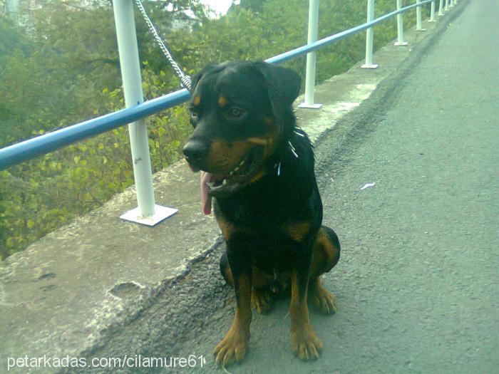 baron Erkek Rottweiler