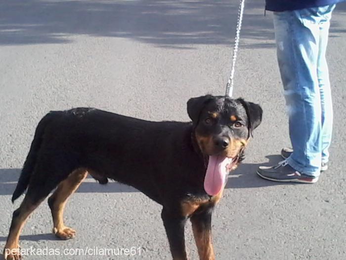 baron Erkek Rottweiler