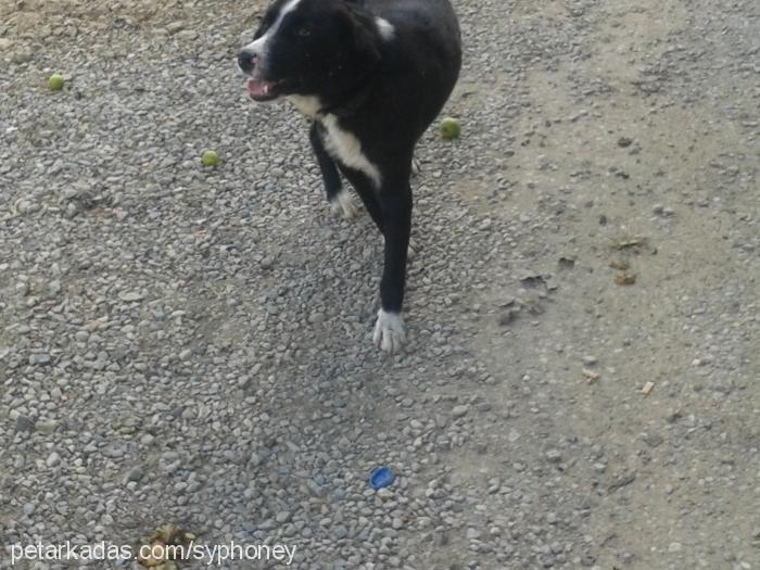 paşa Erkek Border Collie