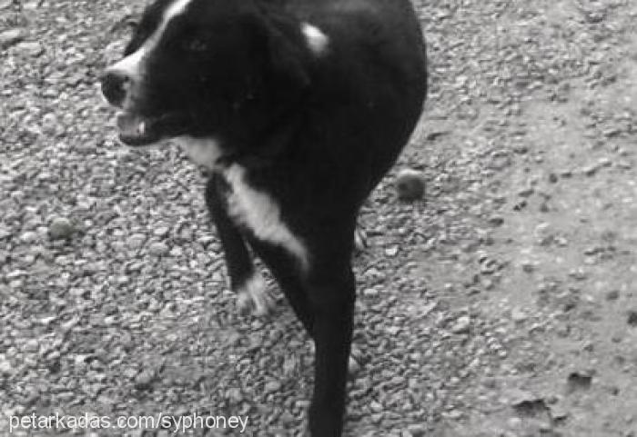 paşa Erkek Border Collie