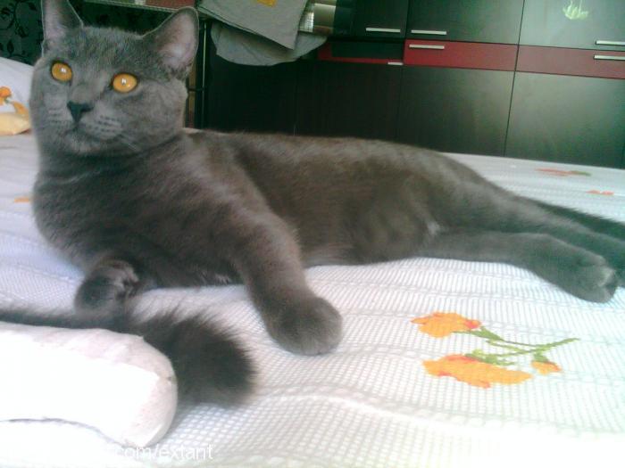 cabbartayyar Erkek British Shorthair