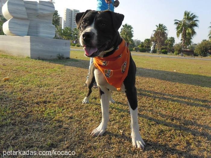 kocaco Erkek Amerikan Staffordshire Terrier