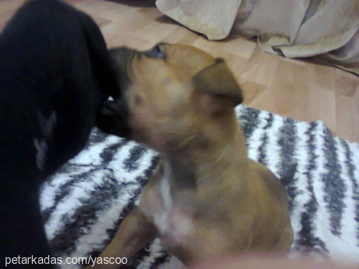 rasha Dişi Amerikan Staffordshire Terrier
