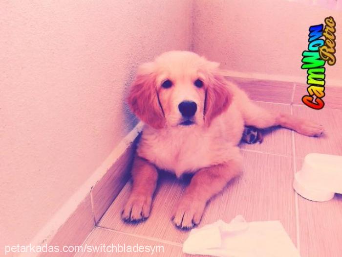 dywan Erkek Golden Retriever