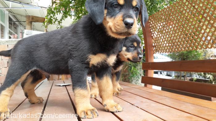 cemre Dişi Rottweiler