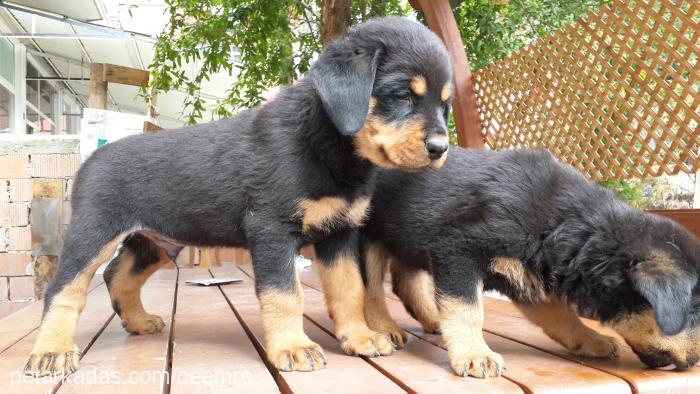 cemre Dişi Rottweiler