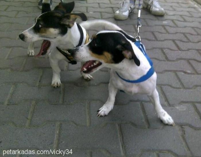 vicky34 Dişi Jack Russell Terrier