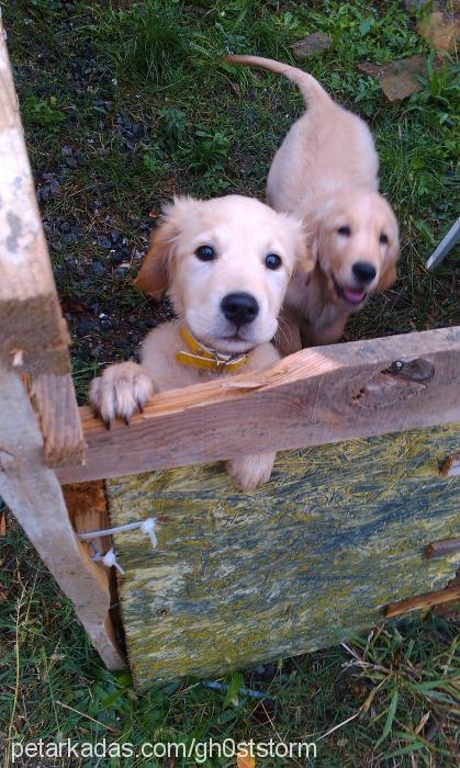 rocky Erkek Golden Retriever