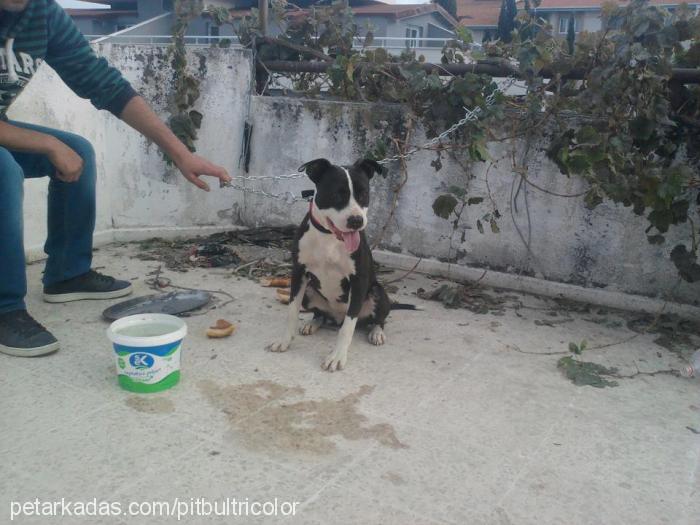 şila Dişi Amerikan Pitbull Terrier