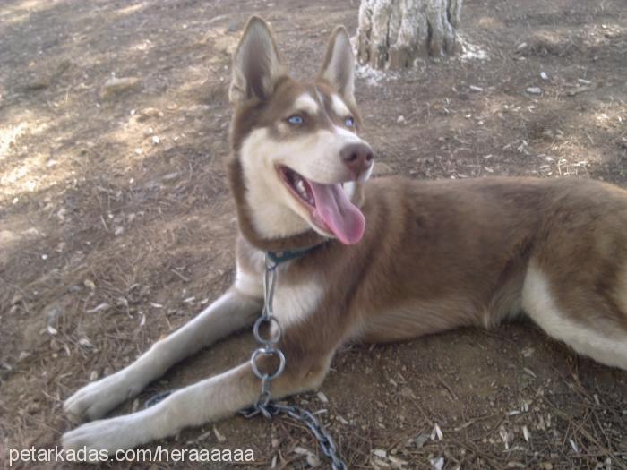 hera Dişi Sibirya Kurdu (Husky)