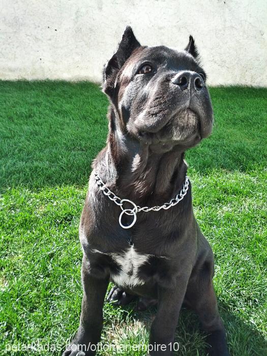 nigga Erkek Cane Corso Italiano