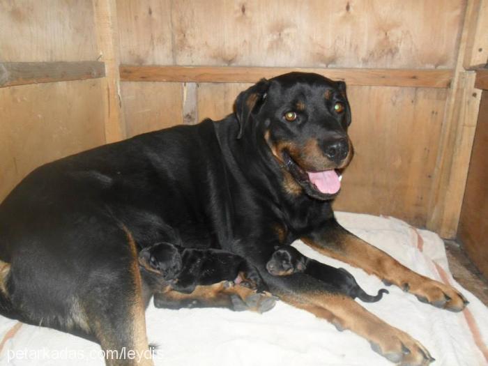 leydiş Dişi Rottweiler