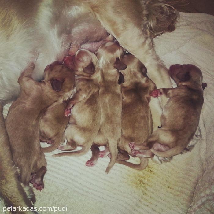 puding Dişi Amerikan Cocker Spaniel