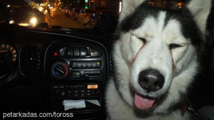 toros Erkek Alaskan Malamute