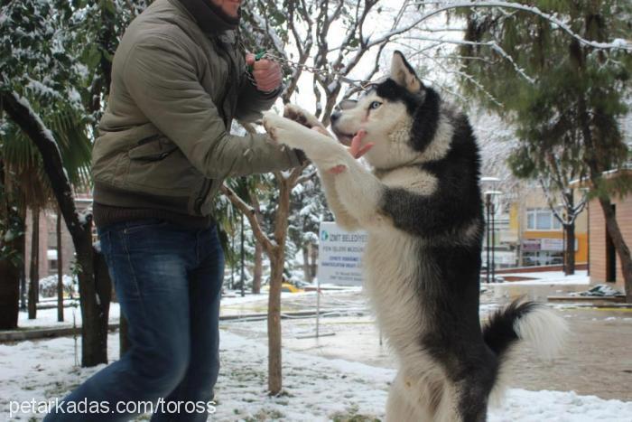 toros Erkek Alaskan Malamute