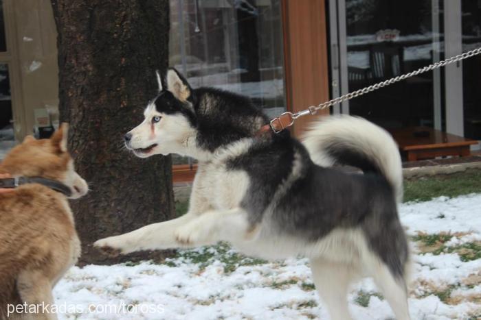 toros Erkek Alaskan Malamute