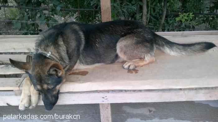 arko Erkek Alman Çoban Köpeği