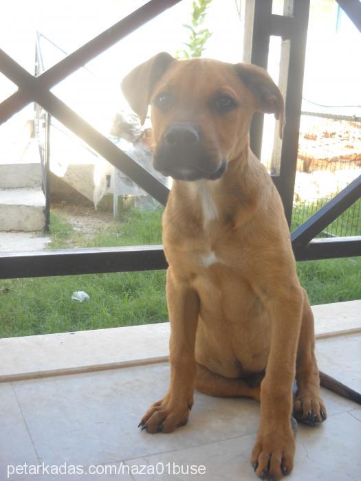 somali Erkek Boxer