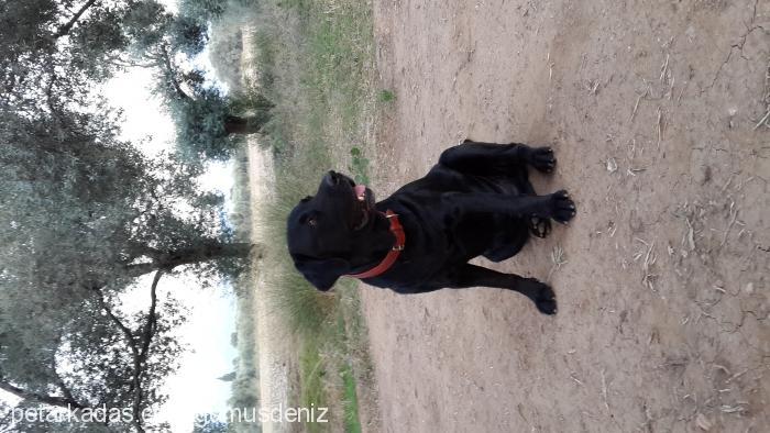 gümüş Erkek Labrador Retriever