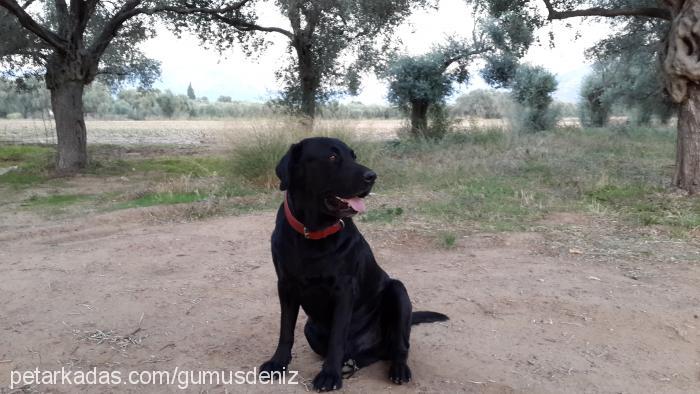 gümüş Erkek Labrador Retriever