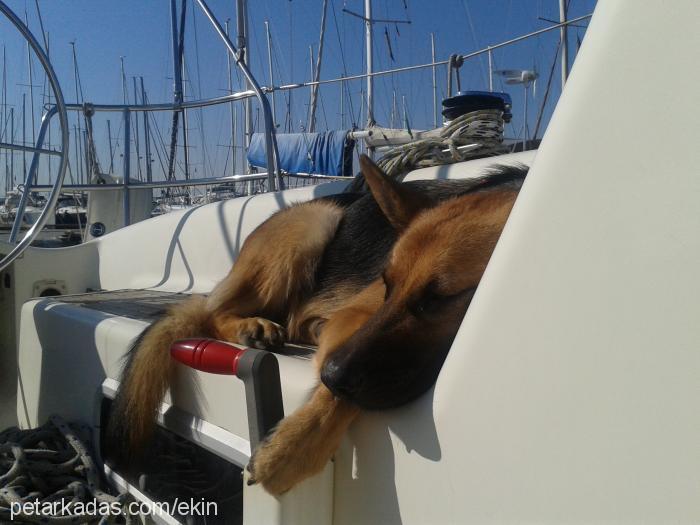 gypsy Dişi Alman Çoban Köpeği