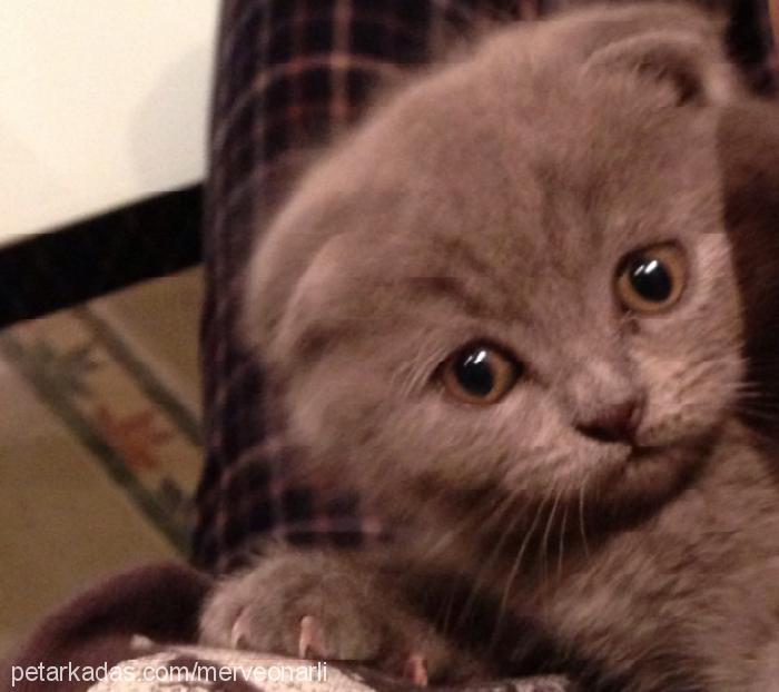 mıncık Dişi Scottish Fold