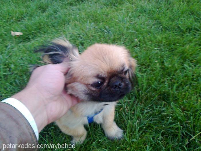 aslan Erkek Pekingese