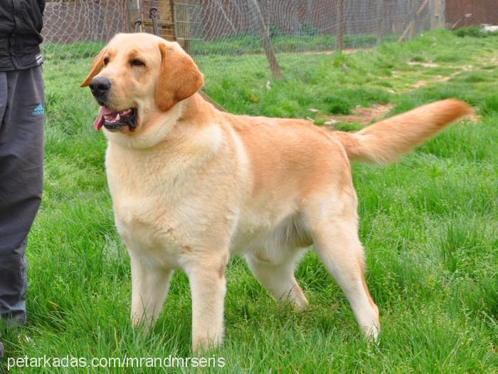 sam Erkek Labrador Retriever