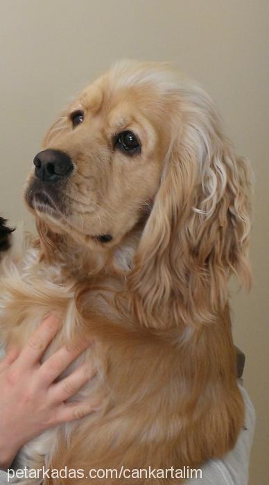 kartal Erkek Amerikan Cocker Spaniel