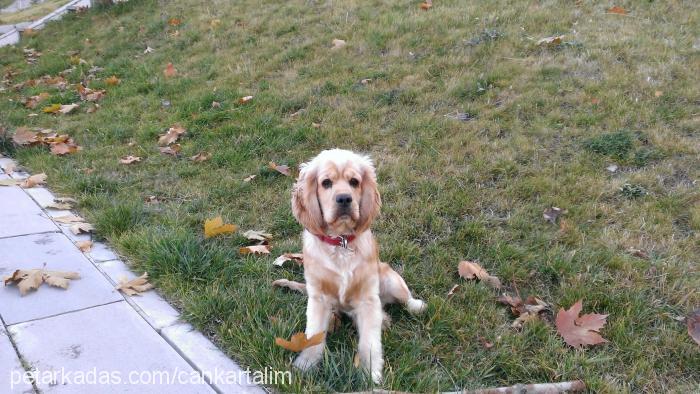 kartal Erkek Amerikan Cocker Spaniel