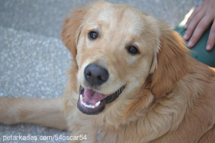 oscar Erkek Golden Retriever