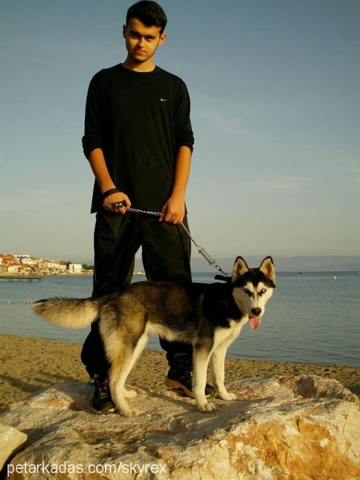 sky Dişi Sibirya Kurdu (Husky)