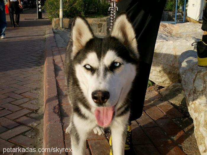 sky Dişi Sibirya Kurdu (Husky)