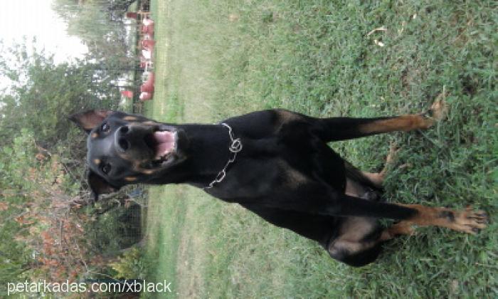 black Erkek Doberman Pinscher