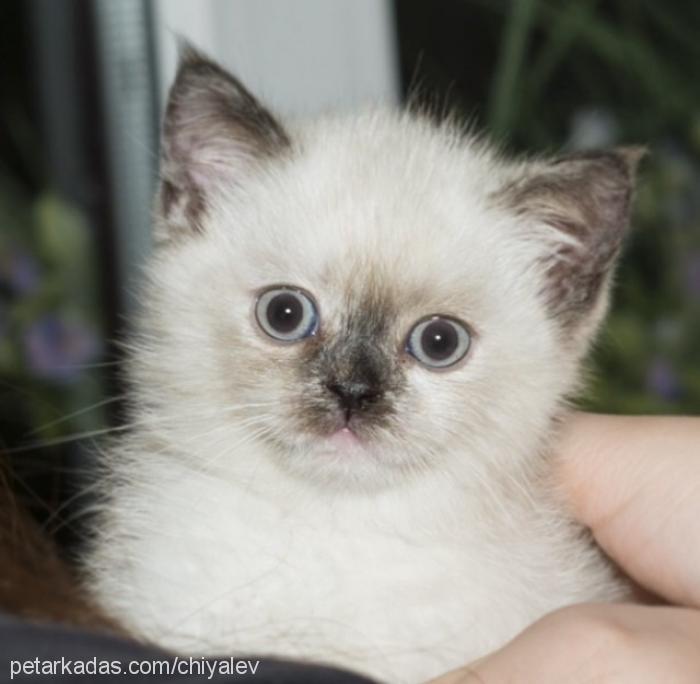 shera Dişi British Shorthair